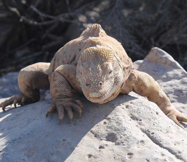 Landleguan Santa Fé Galapagos