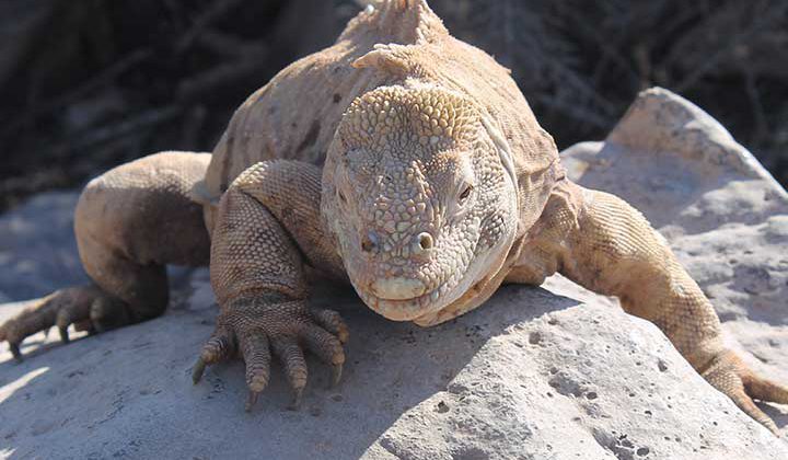 Landleguan Santa Fé Galapagos