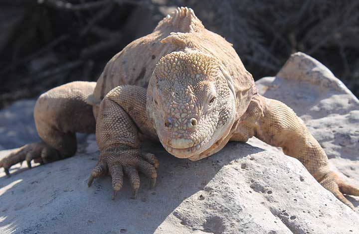 Landleguan Santa Fé Galapagos