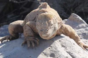 Landleguan Santa Fé Galapagos