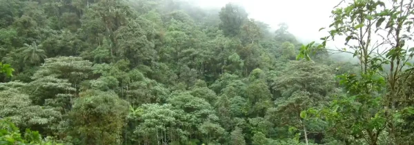 Nebelwald von Mindo