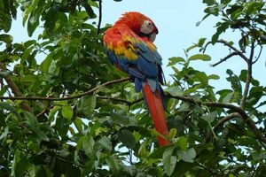 Papagei im Amazonasgebiet von Kolumbien