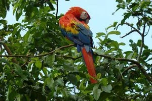 Papagei im Amazonasgebiet von Kolumbien