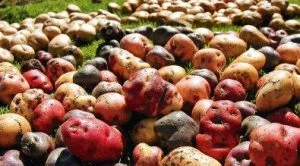 Prom-Peru-Dia-Nacional-de-la-Papa Peru - Dia Nacional de la Papa