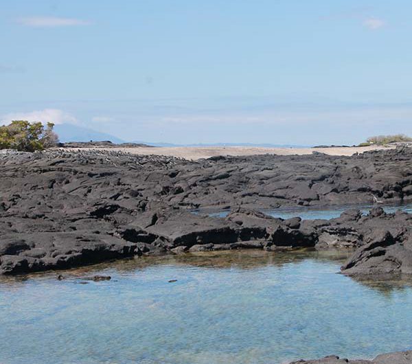 Punta espinoza auf galapagos insel fernandina