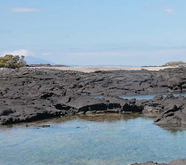 Punta espinoza auf galapagos insel fernandina