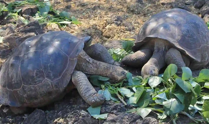 Riesenschildkroeten-charles-darwin-station-galapagos Riesenschildkröten in der Charles Darwin Station Galapagos