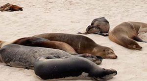 Seelöwen auf San Cristobal Galapagos