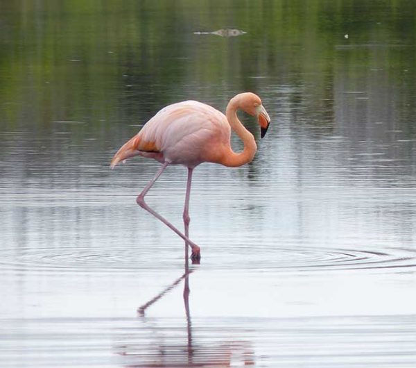 Santa-cruz-Dragon-Hill-flamingo-hoch