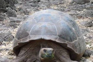 Schildkröte im Charles Darwin Forschungzentrum auf Galapgos