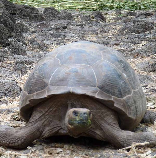 Schildkröte im Charles Darwin Forschungzentrum auf Galapgos