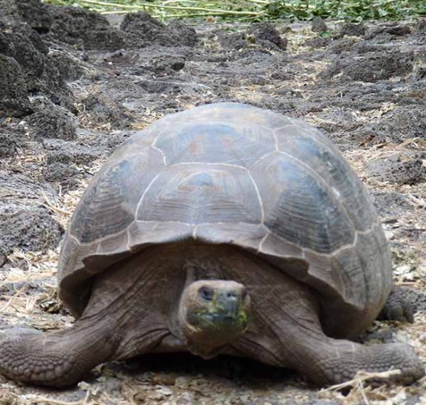 Schildkröte im Charles Darwin Forschungzentrum auf Galapgos