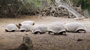 Schildkröten Aufzuchtzentrum auf den Galapagos Inseln