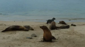 Seelöwen-San-Cristobal seelöwen auf San Cristobal