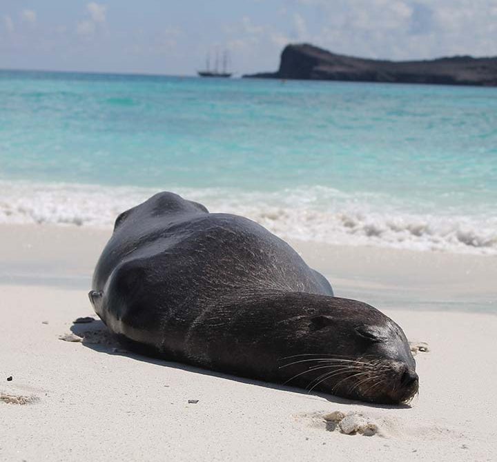 schlafender Seelöwe am weißen Sandstrand der Galapagos Inseln