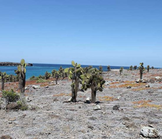 South Plaza Strand mit Kakteen Galapagos
