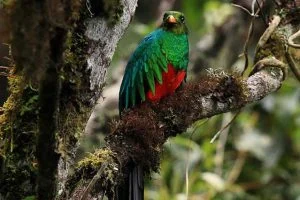Tambo Paititi Ecolodge Manu Nationalpark Peru