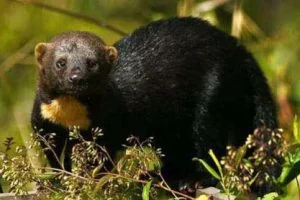 Tiere im Manu Nationalpark in Peru bei der Tambo Paititi Lodge