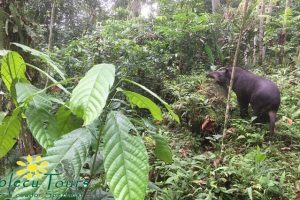 Tapir im Amazonaspark in Tena