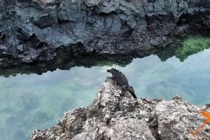 Meerechse auf Felsen Tintoreras