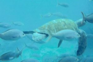Unterwasserwelt auf Tauchreisen nach Galapagos