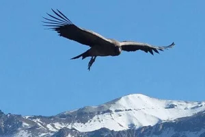 Flug des Kondors auf einer Peru Reisen