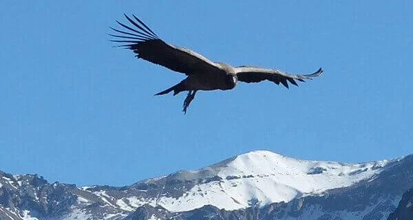 Flug des Kondors auf einer Peru Reisen