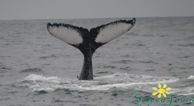 Whale Watching Ecuador: Flusse eines Buckelwals
