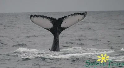 Wal-Flosse-min Whale Watching Ecuador: Flosse eines Buckelwals