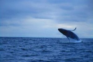 Walbeobachtung an der Pazifikküste in ecuador