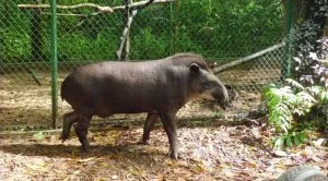 Zum-Anfassen-nah-Ein-Tapir-im-Regenwald-Park Tapir Tena