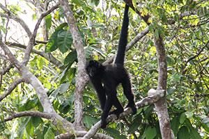 Affe im panamaischen Dschungel