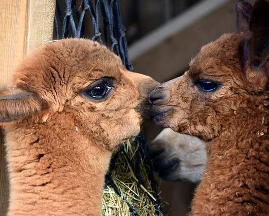 Kuss zweier Alpaca Babys