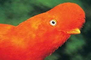 Andenfelsenhahn im peruanischen Regenwald