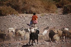Ziegenherde in der Atacamawüste in Chile