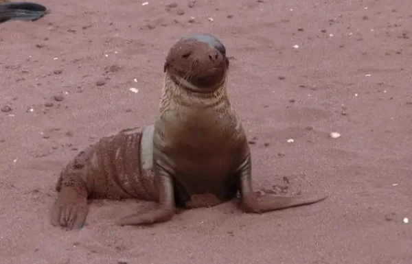 Baby Seelöwe am Strand der Insel Rabida