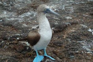 Blaufußtölpel Galapagos