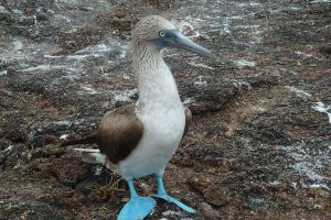 blaufußtölpel Blaufußtölpel Galapagos