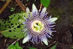 blume-boquete-panama