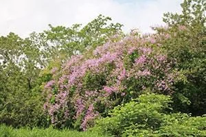 Blumen Urwald Panama