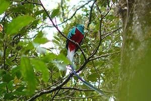 bunter Vogel im Hochland von Boquete, Panama