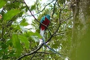 bunter-vogel-boquete-panama