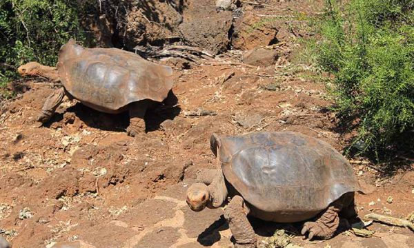 Charles Darwin Forschungsstation Galapagos