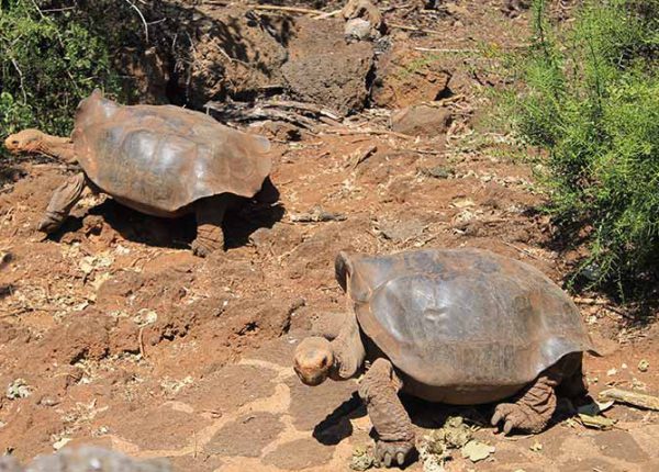Charles Darwin Forschungsstation Galapagos
