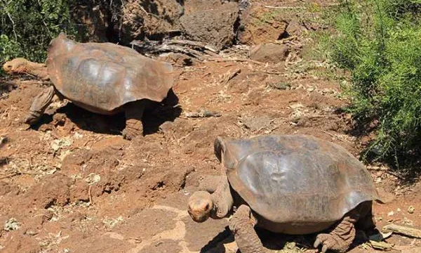 Charles Darwin Forschungsstation Galapagos