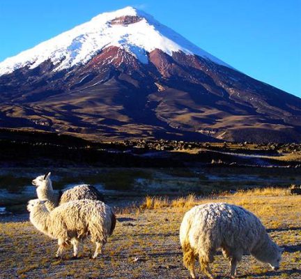 Lamas vor dem Cotopaxi in Ecuador
