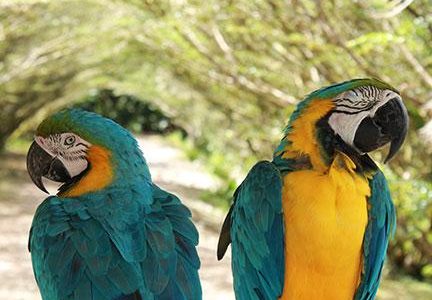 Bunte Papageien im Ecuador Cuyabeno Regenwald