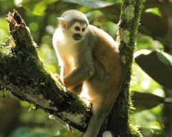 Ecuador Reisen, Affe im Regenwald