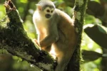 Ecuador Reisen, Affe im Regenwald