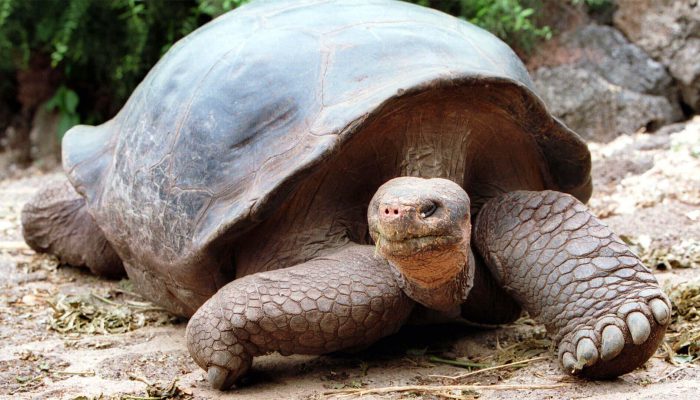 ecuador_schildkroete_1920